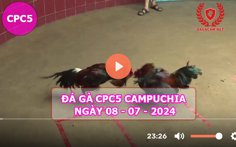 Video đá gà CPC5 ngày 08-07-2024