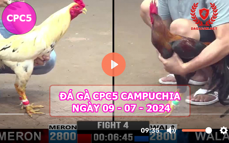 Video đá gà CPC5 ngày 09-07-2024