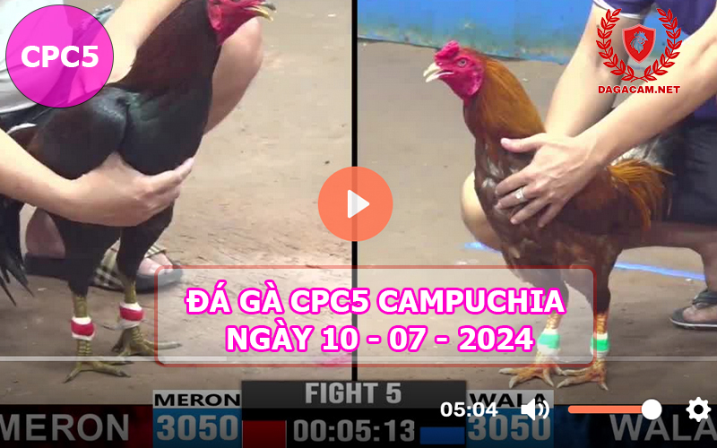 Video đá gà CPC5 ngày 10-07-2024