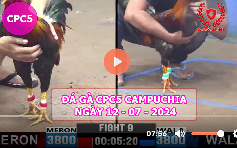 Video đá gà CPC5 ngày 12-07-2024