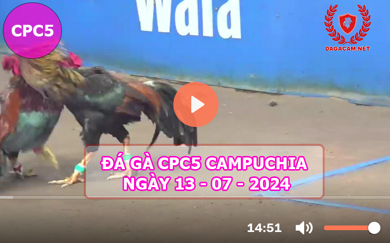 Video đá gà CPC5 ngày 13-07-2024