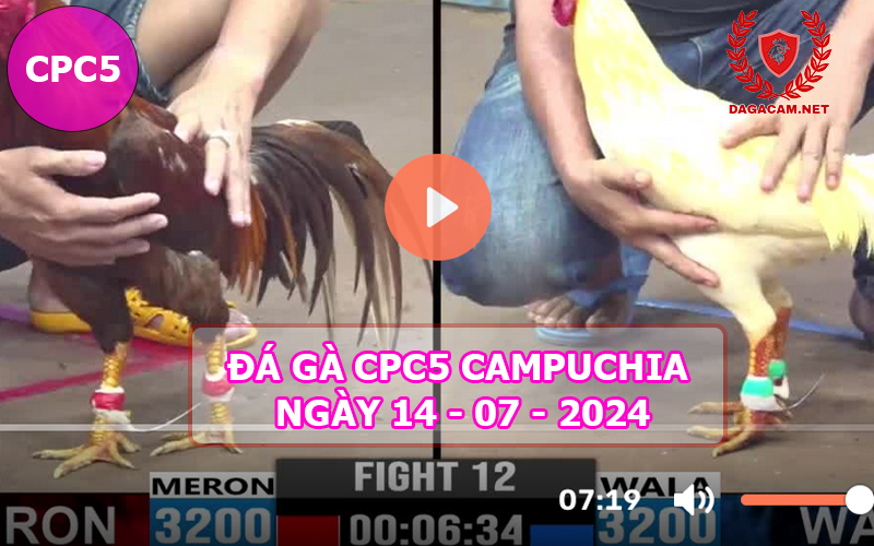 Video đá gà CPC5 ngày 14-07-2024