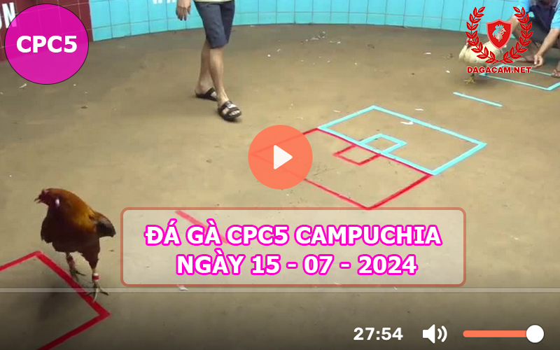 Video đá gà CPC5 ngày 15-07-2024