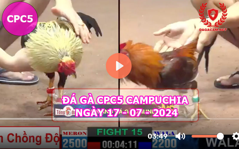 Video đá gà CPC5 ngày 17-07-2024