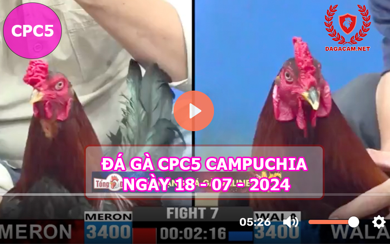 Video đá gà CPC5 ngày 18-07-2024