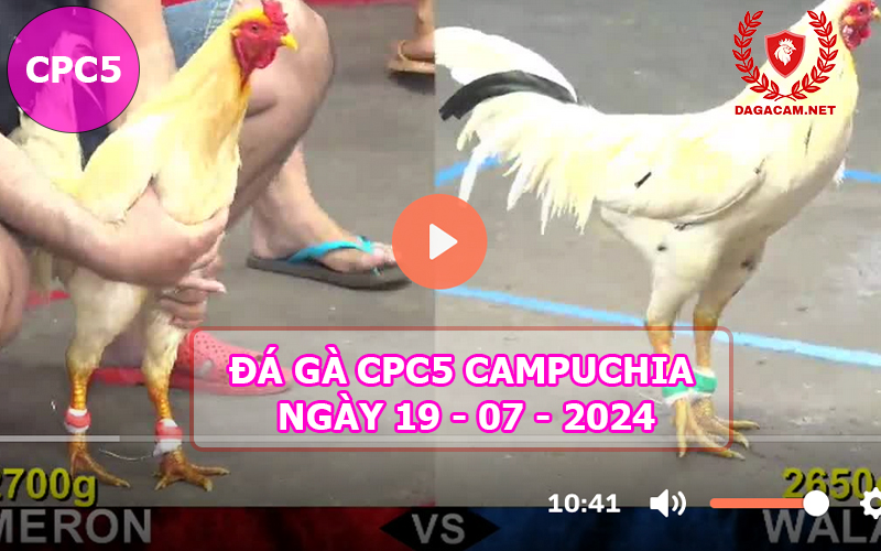 Video đá gà CPC5 ngày 19-07-2024