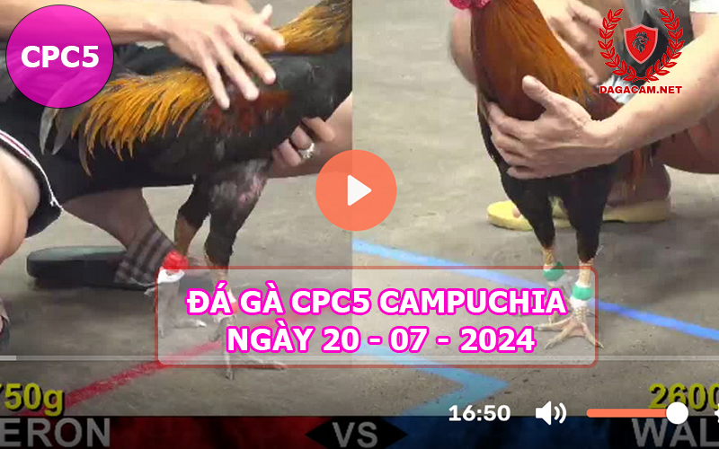 Video đá gà CPC5 ngày 20-07-2024