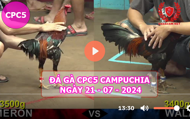 Video đá gà CPC5 ngày 21-07-2024