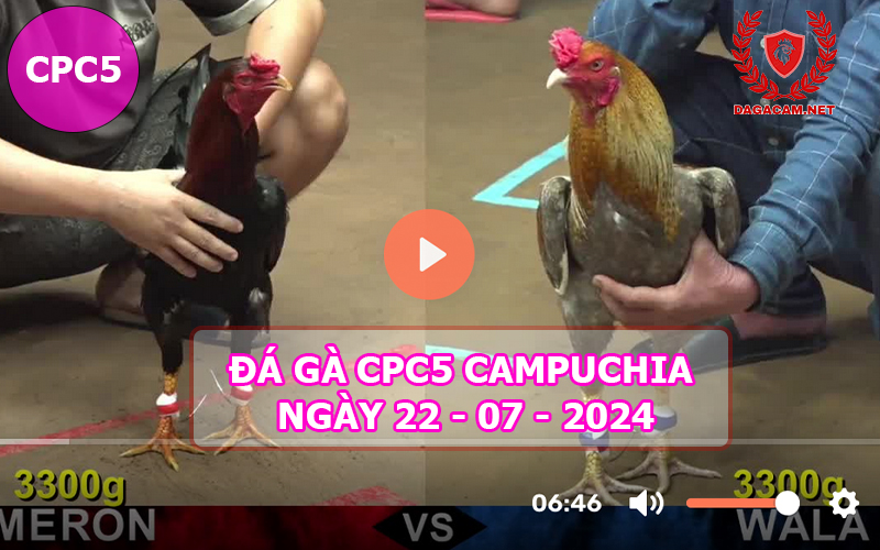 Video đá gà CPC5 ngày 22-07-2024