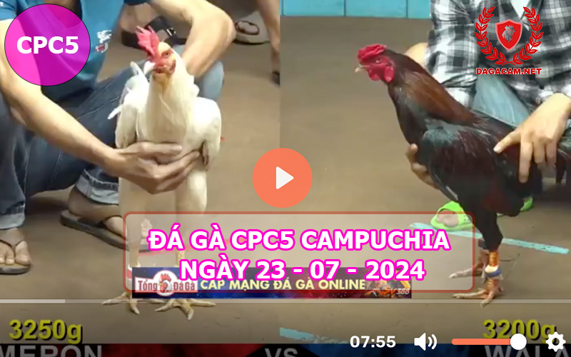 Video đá gà CPC5 ngày 23-07-2024