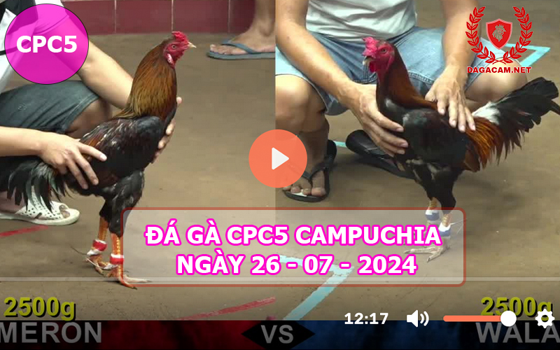 Video đá gà CPC5 ngày 26-07-2024