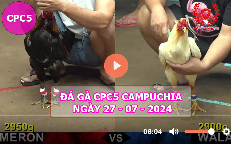 Video đá gà CPC5 ngày 27-07-2024