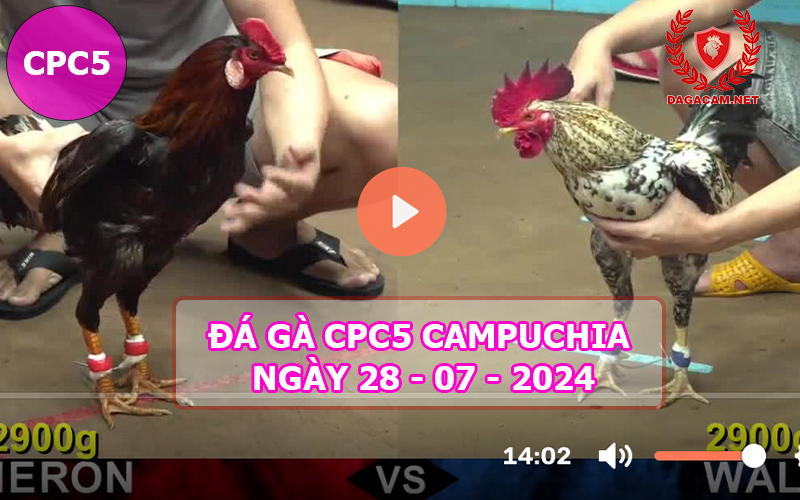 Video đá gà CPC5 ngày 28-07-2024