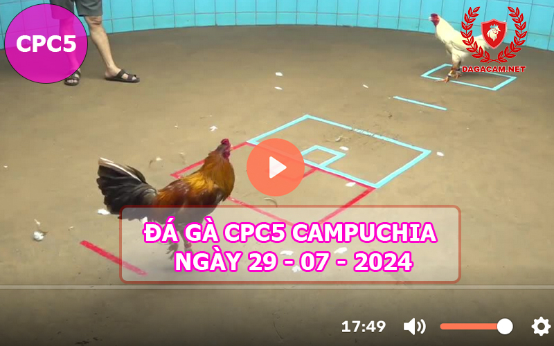 Video đá gà CPC5 ngày 29-07-2024