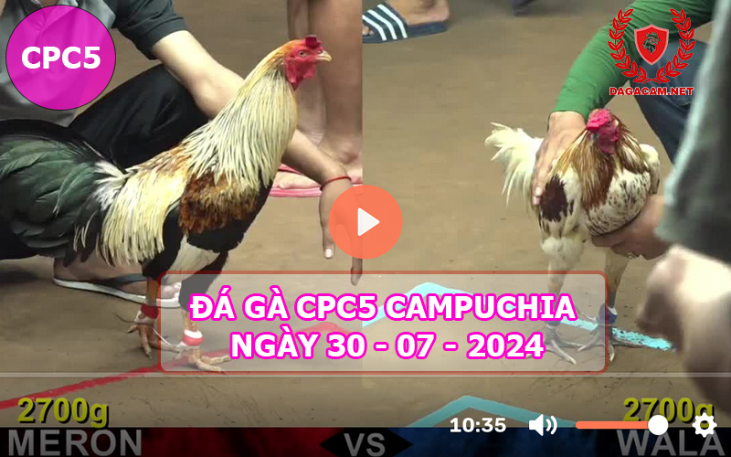 Video đá gà CPC5 ngày 30-07-2024