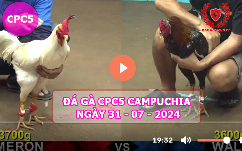 Video đá gà CPC5 ngày 31-07-2024