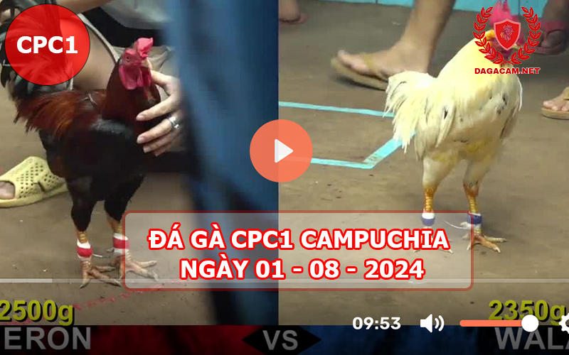 Video đá gà CPC1 ngày 01-08-2024