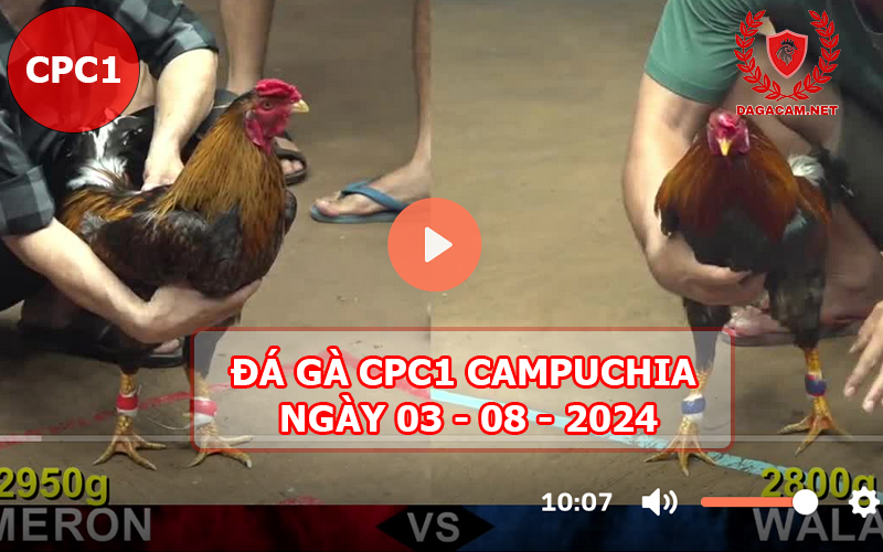 Video đá gà CPC1 ngày 03-08-2024