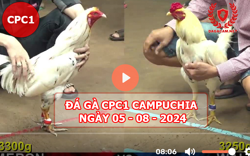 Video đá gà CPC1 ngày 05-08-2024