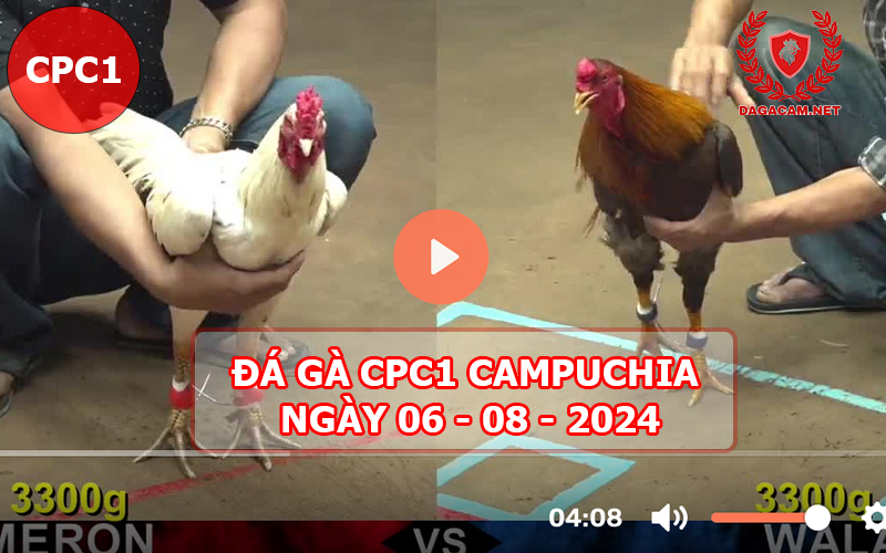 Video đá gà CPC1 ngày 06-08-2024