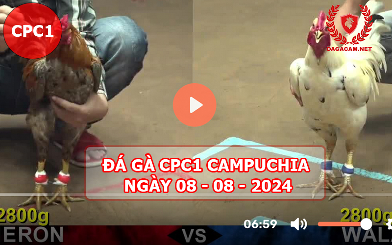 Video đá gà CPC1 ngày 08-08-2024