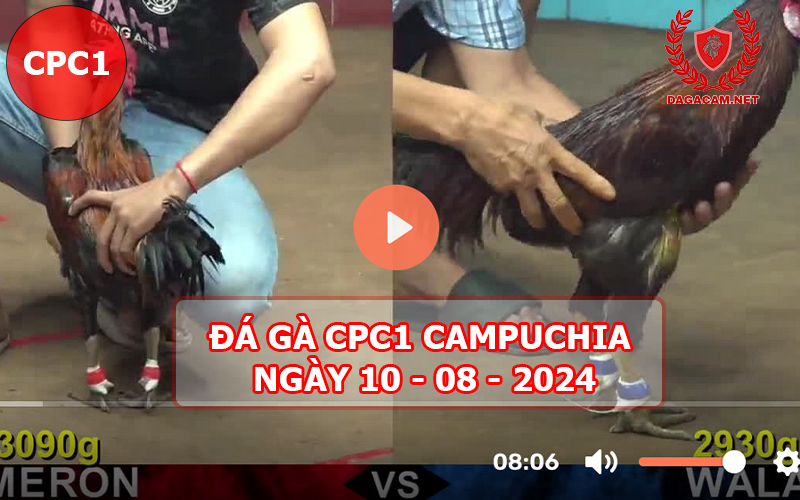 Video đá gà CPC1 ngày 10-08-2024