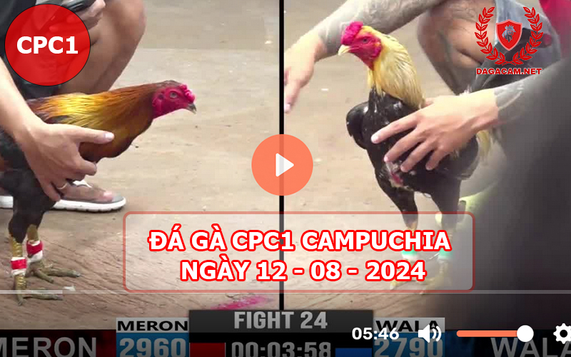 Video đá gà CPC1 ngày 12-08-2024