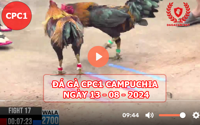 Video đá gà CPC1 ngày 13-08-2024