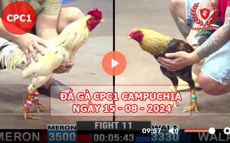 Video đá gà CPC1 ngày 15-08-2024