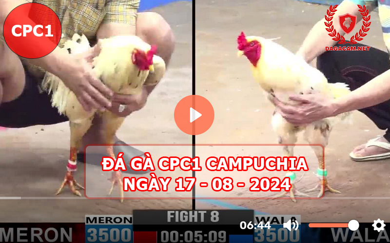 Video đá gà CPC1 ngày 17-08-2024