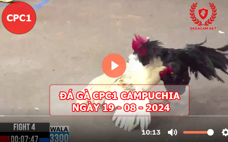 Video đá gà CPC1 ngày 19-08-2024