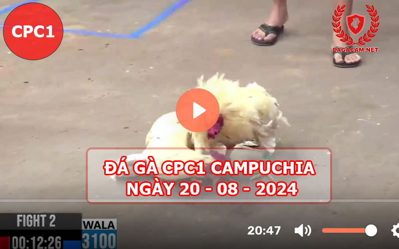 Video đá gà CPC1 ngày 20-08-2024