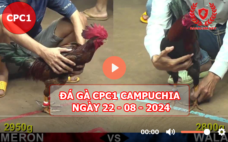 Video đá gà CPC1 ngày 22-08-2024