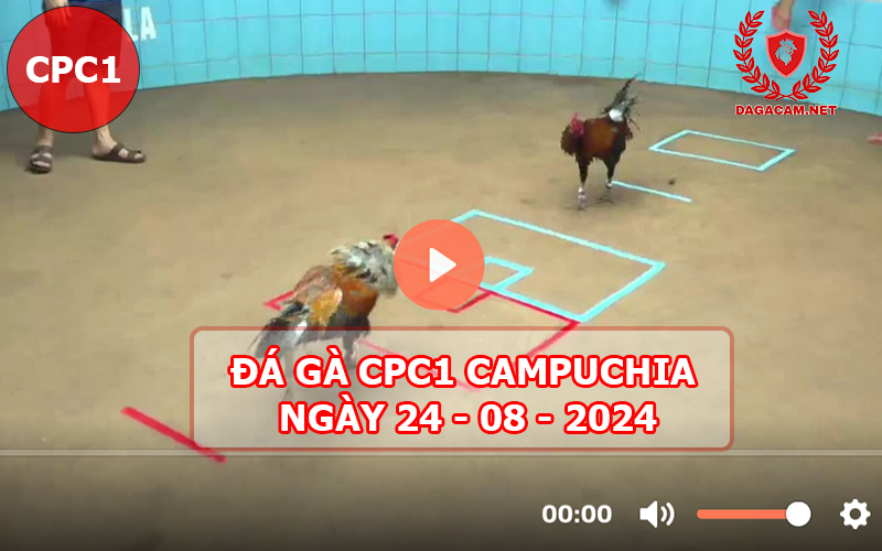 Video đá gà CPC1 ngày 24-08-2024