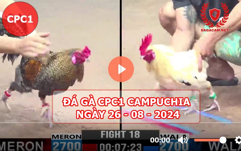 Video đá gà CPC1 ngày 26-08-2024