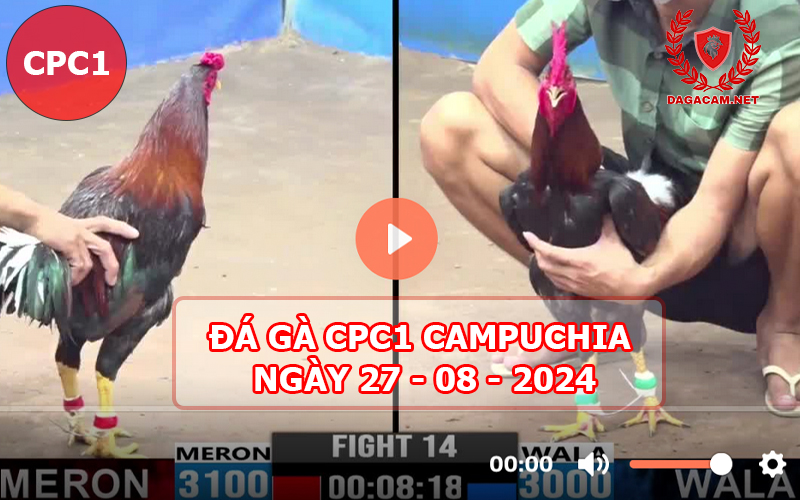 Video đá gà CPC1 ngày 27-08-2024