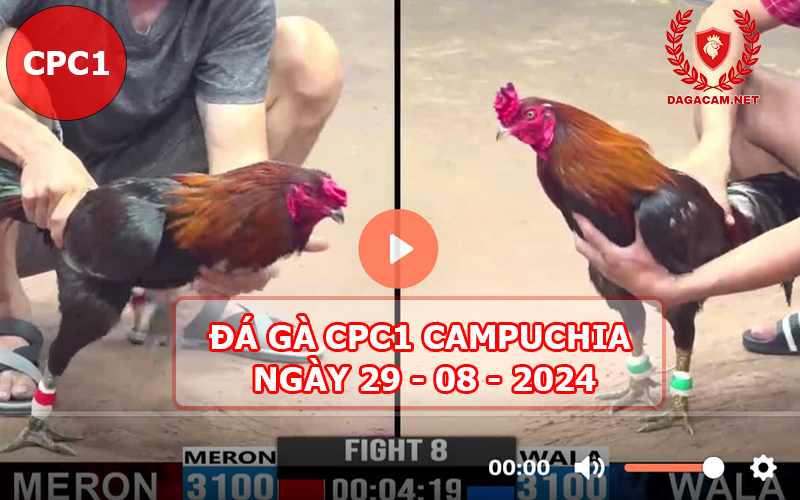 Video đá gà CPC1 ngày 29-08-2024