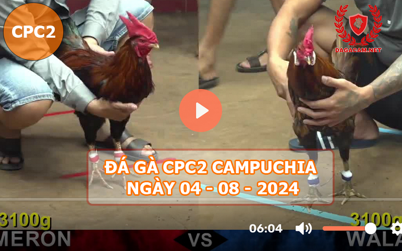 Video đá gà CPC2 ngày 04-08-2024