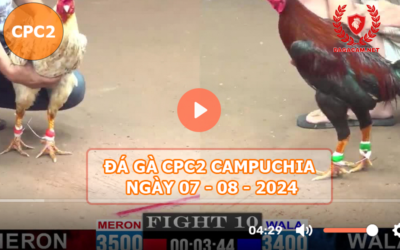 Video đá gà CPC2 ngày 07-08-2024