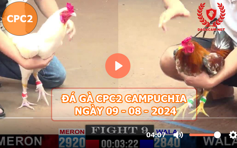 Video đá gà CPC2 ngày 09-08-2024