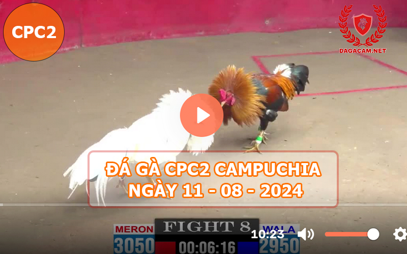 Video đá gà CPC2 ngày 11-08-2024