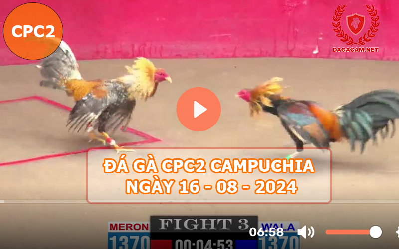 Video đá gà CPC2 ngày 16-08-2024