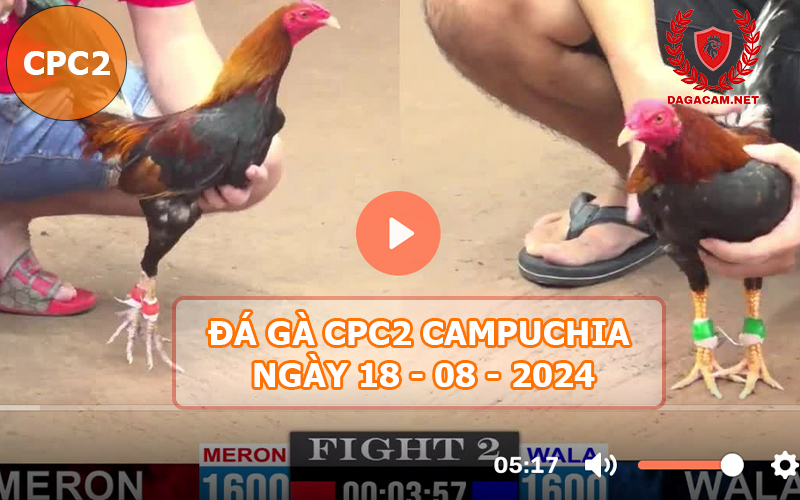 Video đá gà CPC2 ngày 18-08-2024