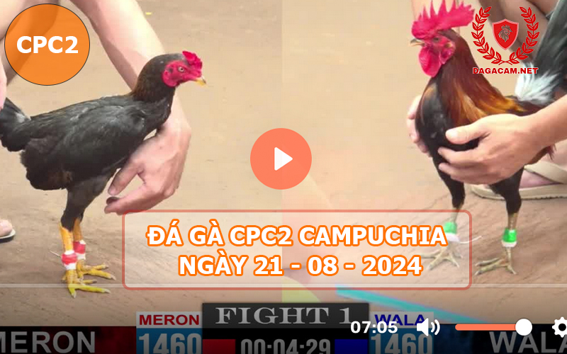 Video đá gà CPC2 ngày 21-08-2024