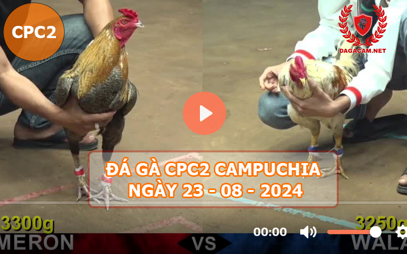 Video đá gà CPC2 ngày 23-08-2024