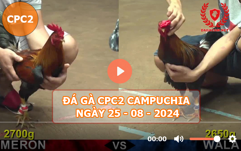 Video đá gà CPC2 ngày 25-08-2024