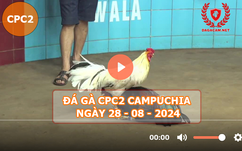 Video đá gà CPC2 ngày 28-08-2024