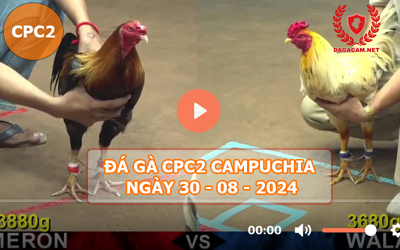 Video đá gà CPC2 ngày 30-08-2024