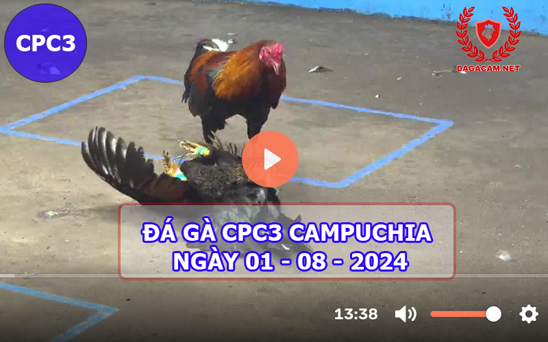 Video đá gà CPC3 ngày 01-08-2024