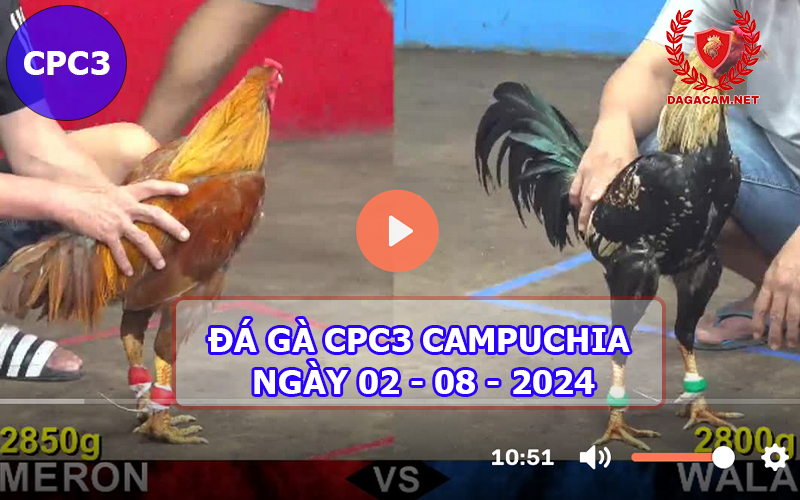 Video đá gà CPC3 ngày 02-08-2024